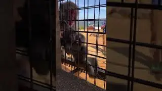 Older Monkey Steals Treat From Baby Monkey - 1009685