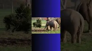 Animals at English zoo tuck into Christmas themed treats#uk #chirstmas #animals #follow  #explore