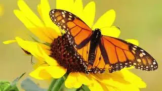 When nature thrive, film music by me.