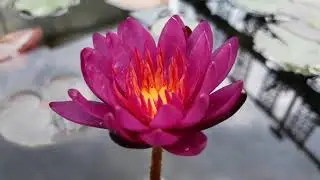 Нимфея Purple Fantasy  (Фиолетовая фантазия) кувшинка, waterlily, водные растения, пруд