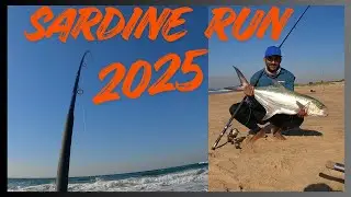 SARDINE RUN 2025!