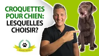Croquettes pour chien : ne faites pas ces erreurs pour l'alimentation de votre chien