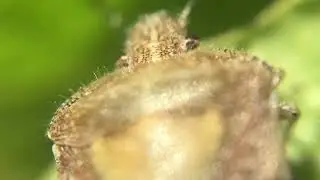 Video Check - Samples of the Bugs & Nature Textures