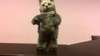 Funny dancing cat (Shania Twain - Im Gonna Getcha Good)
