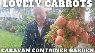 Lovely Carrot Harvest [Container Gardening ]