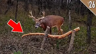 TED MILLER Hunts a HUGE BUCK! (Hunting a Horizontal Rub)