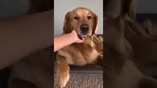 How I Keep My Dogs Fur Shiny and Soft (DOG GROOMING ROUTINE)