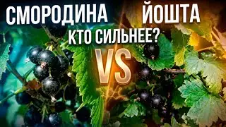 Черная Смородина vs Йошта | Полная Сравнение Витаминов