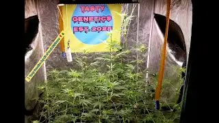 Tasty Genetics- Early Flower 🌹