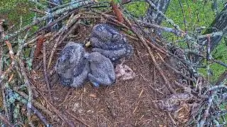 EP#386 #baldeagle Review birds in nest with nature #birdslovers #birdsounds #birdsnest #wildbirds