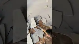 Estrich l&ouml;st sich / Sch&auml;den an Untergrund / Parkett verlegen / Estrich entfernen/ Estrich reparieren