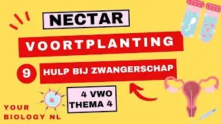 4 vwo | Voortplanting | 9 | Hulp bij zwangerschap