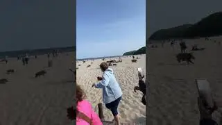 Herd of Wild Boars Frantically Runs in Middle of Beach - 1423634