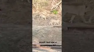 Pride of Lions right outside the Office. #lion #thrill #excitement #workplace #girforest