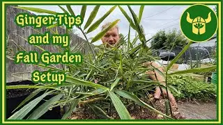 Starting the FALL GARDEN and Planting Ginger!