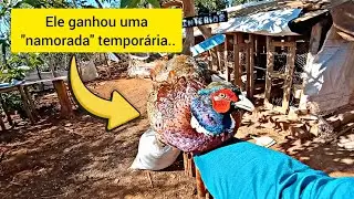 Montei uma baia Nova de modelados/ Nova baia de Mini Cochin/ ATUALIZA&Ccedil;&Atilde;O 