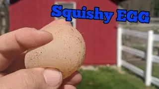 Soft SHELL-LESS egg and 2 ways to solve the issue