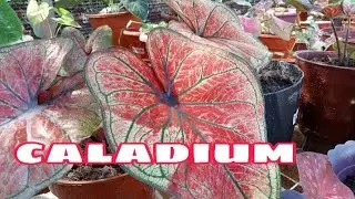 Caladium thai hybrid||keladi thai hybrid