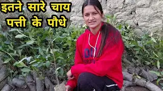 अगस्त्यमुनि से आज घर की ओर || pahadi lifestyle volgs  || ravina rawat volgs  ||