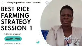 BEST RICE FARMING STRAEGY SESSION 1: TUTORIAL: Florence Alimo: Living Hope Mixed Farm: Successful