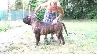 bullmastiff Gio di Ponteriglio aka Giorgi 18 mesi