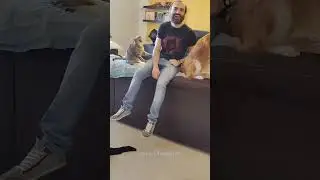 Funny CAT Moments 😂😂 episode 3529 #funnycats #cats #funnyanimals #petsofinstagram