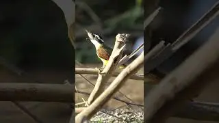 Great Kiskadee vs  Nile Tilapia #costaricabirds #greatkiskadee #niletilapia