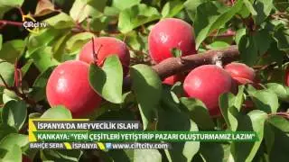 Bahçe Sera - İspanya'da Meyvelerin Anaç Islahı Hakkında Teknik Bilgiler