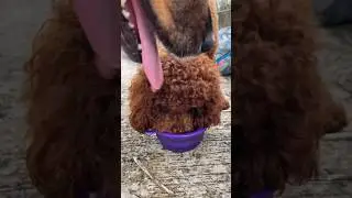 Extremely Thirsty Dogs  #shorts #viral #dog #thirsty #drink #water #doglover #trending #video #yt