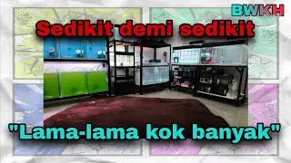 Judulnya kecanduan louhan | update koleksi terbaru #bwkhobbi #louhan #ikanlouhan 