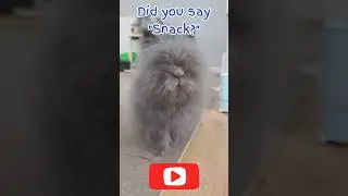 Snack? Bunny Blue's sense of smell, his super power. #bunny #rabbit #snacks #snack