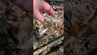 Tierknochen Fund mit riesigen Z&auml;hnen??!!!