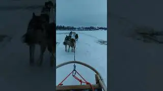 Husky Ride at Levi Husky Park