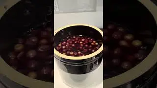 Making Country Wine from Last Year&rsquo;s Muscadines | AGWSL