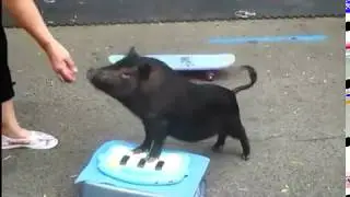 Roncy Rocks K9 Team ft Petunia the Pig