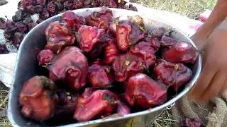 Water nut sangara