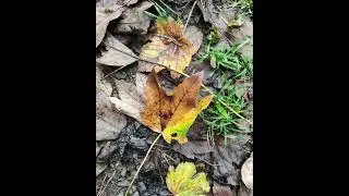 Thomas Richter - Der Herbst, der macht die Bl&auml;tter bunt