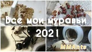 МОИ МУРАВЬИНЫЕ СЕМЬИ. ОБЗОР 2021