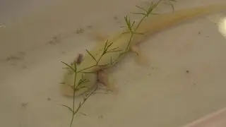 Reptile expo in Scranton aims to inspire new enthusiasts