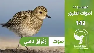 صوت زقزاق ذهبي Golden Plover sound Pluvialis apricaria