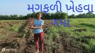 સેલા વરસાદના કારણે માંડવીમાં રાખોડી આવી ગઈ ને  માડવી પાકી ને ઉગવા મડી