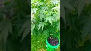RESULT OF WATERING THE UNDER WATERED CANNABIS PLANT #LETSGITIT