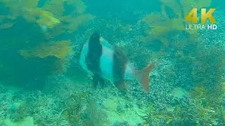 Port Noarlunga reef underwater drone footage from Adelaide (Chasing Gladius Mini S) [4K UHD]