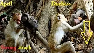 Why  why.. ! | April and Duchess are biting baby David