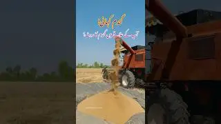 Wheat Harvesting p 2