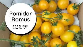 Romus👍nadzwyczaj plenny💯 i odporny pomidor🍅, doskonały do przechowywania👌 do szklarni i do gruntu