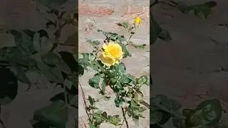 English rose flower in yellow 🌹🌹🌹☀💯😍🥰