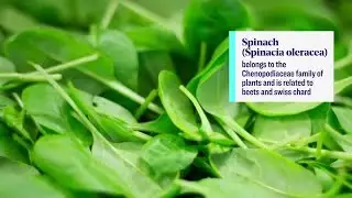 The stunning health benefits of eating green food