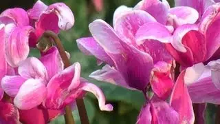 Les fleurs d'automne pour jardinière
