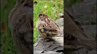 ВОРОБЕЙ
